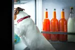 dog looking in refrigerator c s 2