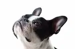 frenchie_headshot_looking_up_650_c