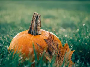 pumpkin_fall_leaf_1200_c