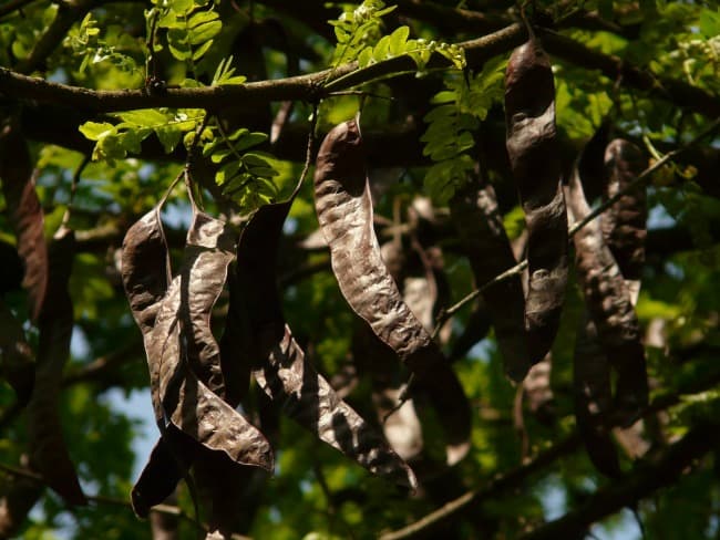 Carob pods hanging on carob trees Carob pods hanging on carob trees