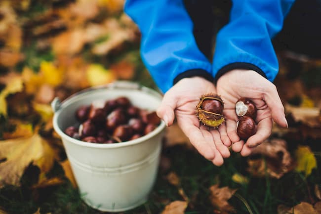 Chestnuts (aka Conkers) shown both in, and out of, their shells Chestnuts (aka Conkers) shown both in, and out of, their shells