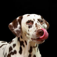 dalmatian_licking_his_lips_200c
