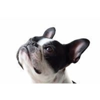 frenchie_headshot_200c