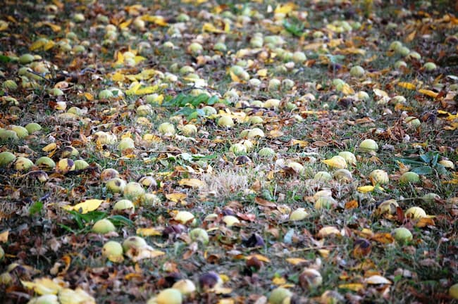 Hickory nuts lying on the ground under trees surrounded by Fall leaves Hickory nuts lying on the ground under trees surrounded by Fall leaves