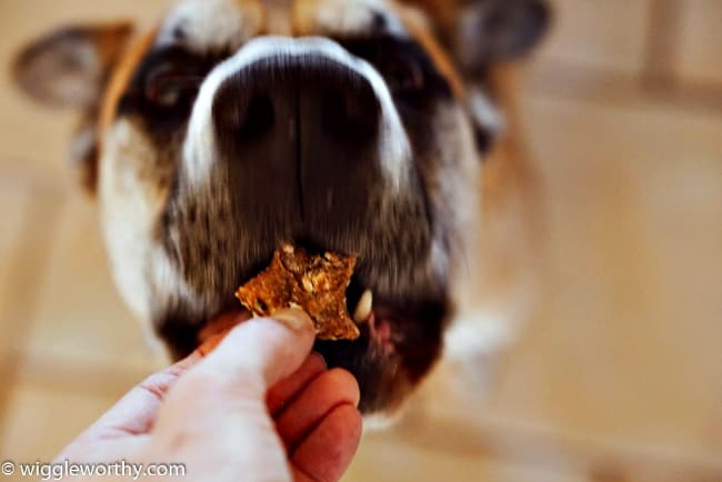 Dog eating star-shaped blueberry banana dog treat