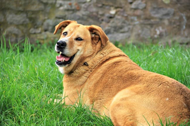 Low Calorie Dog Treat Recipes Healthy. Homemade. Delicious