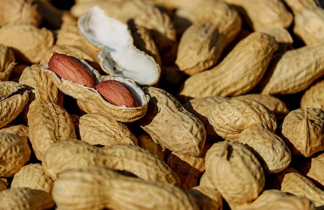 Download Can Dogs Eat Nuts? What You Need To Know