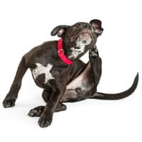 puppy_scratching_ear_200_c